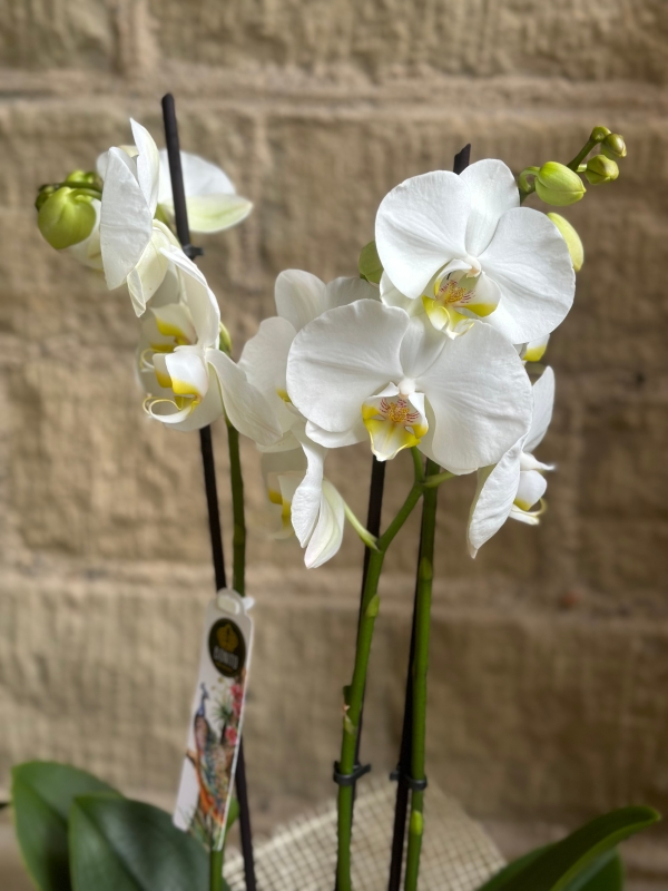 The Bluebell Orchid Plant
