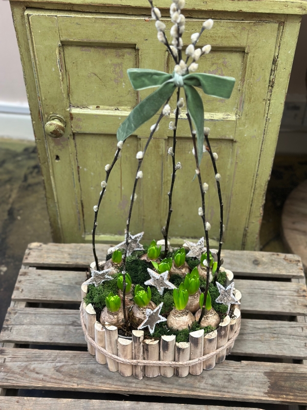 Hyacinth Planted Bulb Bowl