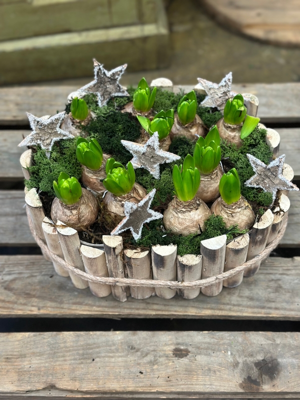 Hyacinth Planted Bulb Bowl