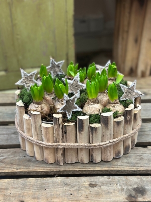 Hyacinth Planted Bulb Bowl