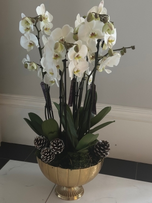Luxury Orchid Planted Bowl