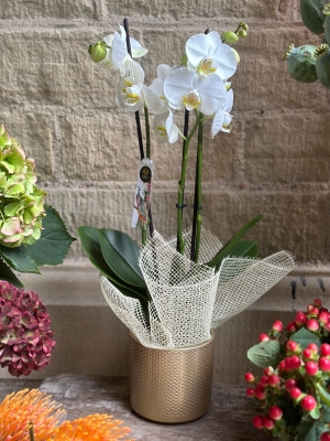 The Bluebell Orchid Plant