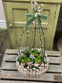 Hyacinth Planted Bulb Bowl