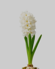 Hyacinth Planted Bulb Bowl